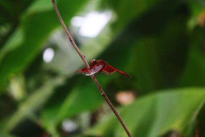 Close-up of insect on plant