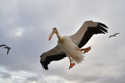 Low angle view of pelican flying against sky