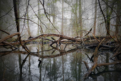 View of bare trees in forest