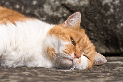 Close-up of ginger cat