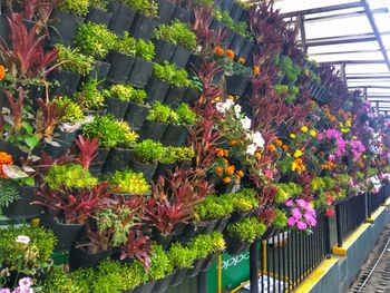 Multi colored flowers in greenhouse