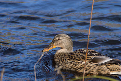 Mallard duck swimming in lake