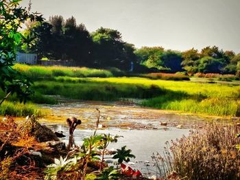 Plant growing in pond