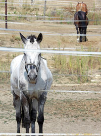 Horse standing in ranch