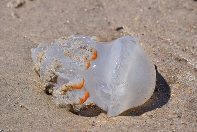 Close-up of shell on beach