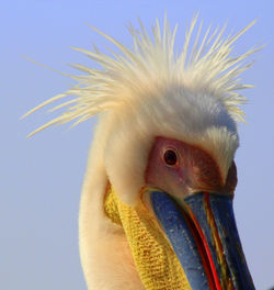 Close-up of a bird