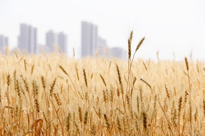 Close-up of wheat field against sky