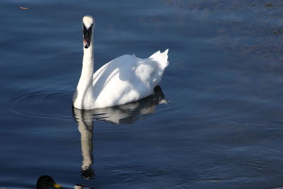 Swan swimming in lake