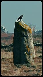 Close-up of bird perching against clear sky