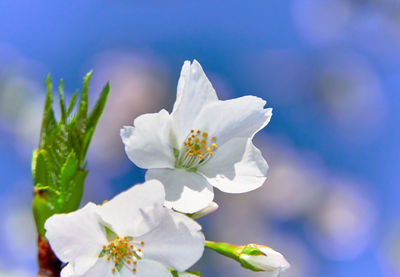 Close-up of white cherry blossom