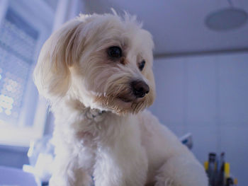 Close-up of a dog looking away