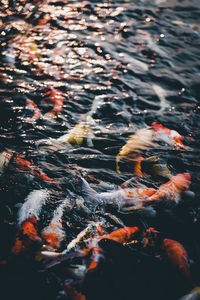 High angle view of koi carps swimming in lake