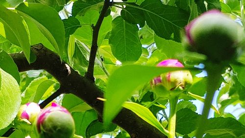 Close-up of flowering plant growing on tree