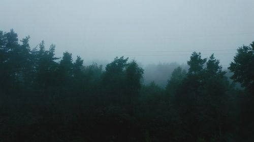 Trees in forest against clear sky