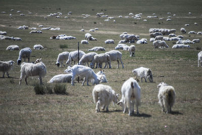 There are countless white goats grazing on the yellow grassland in autumn