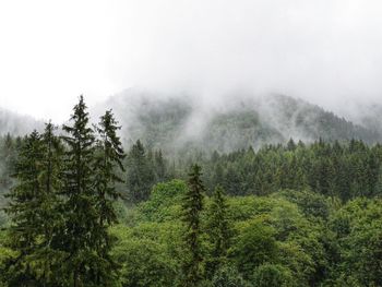 Trees in forest against sky