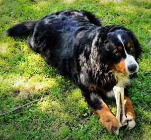 High angle view of dog on field