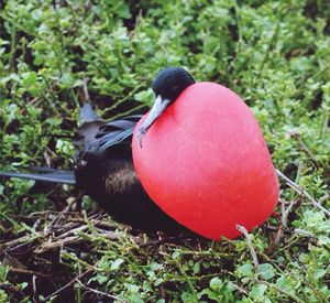 Close-up of red grass