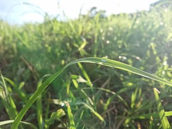 Close-up of grass growing on field