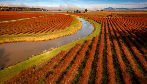 Scenic view of agricultural field