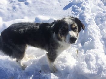 Dog on snow covered field against sky