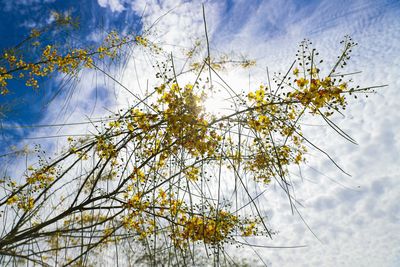 Low angle view of flowering plant against sky