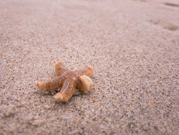 High angle view of crab on beach