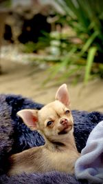 Close-up portrait of dog relaxing outdoors