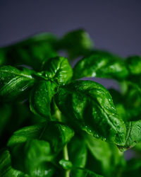 Close-up of green chili pepper against black background