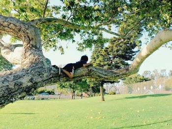 View of bird on tree