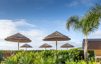 Parasols in tropical environment