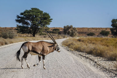 Horse standing on road