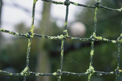 Close-up of wet spider web