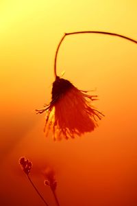 Close-up of orange flower