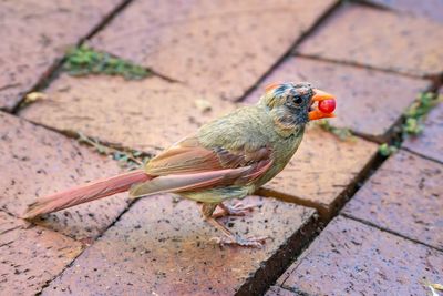 High angle view of bird perching on footpath