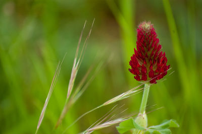 Close-up of red flower on field