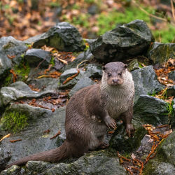 Otter sitting on its hind legs on a stone