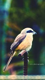 Close-up of bird perching on wood