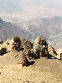 Close-up of monkeys sitting on mountain