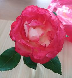 Close-up of pink rose