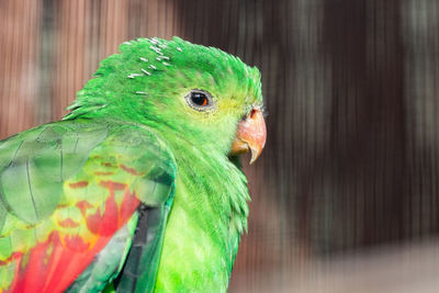 Close-up of parrot in cage