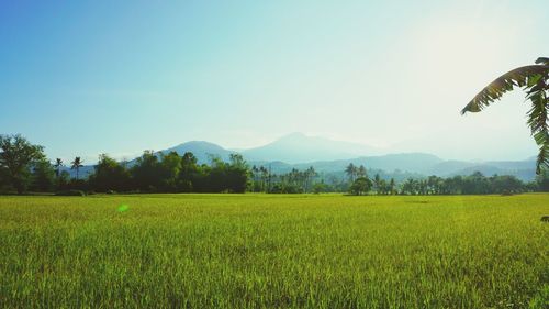 Scenic view of rice field against clear sky