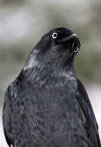 Close-up portrait of bird