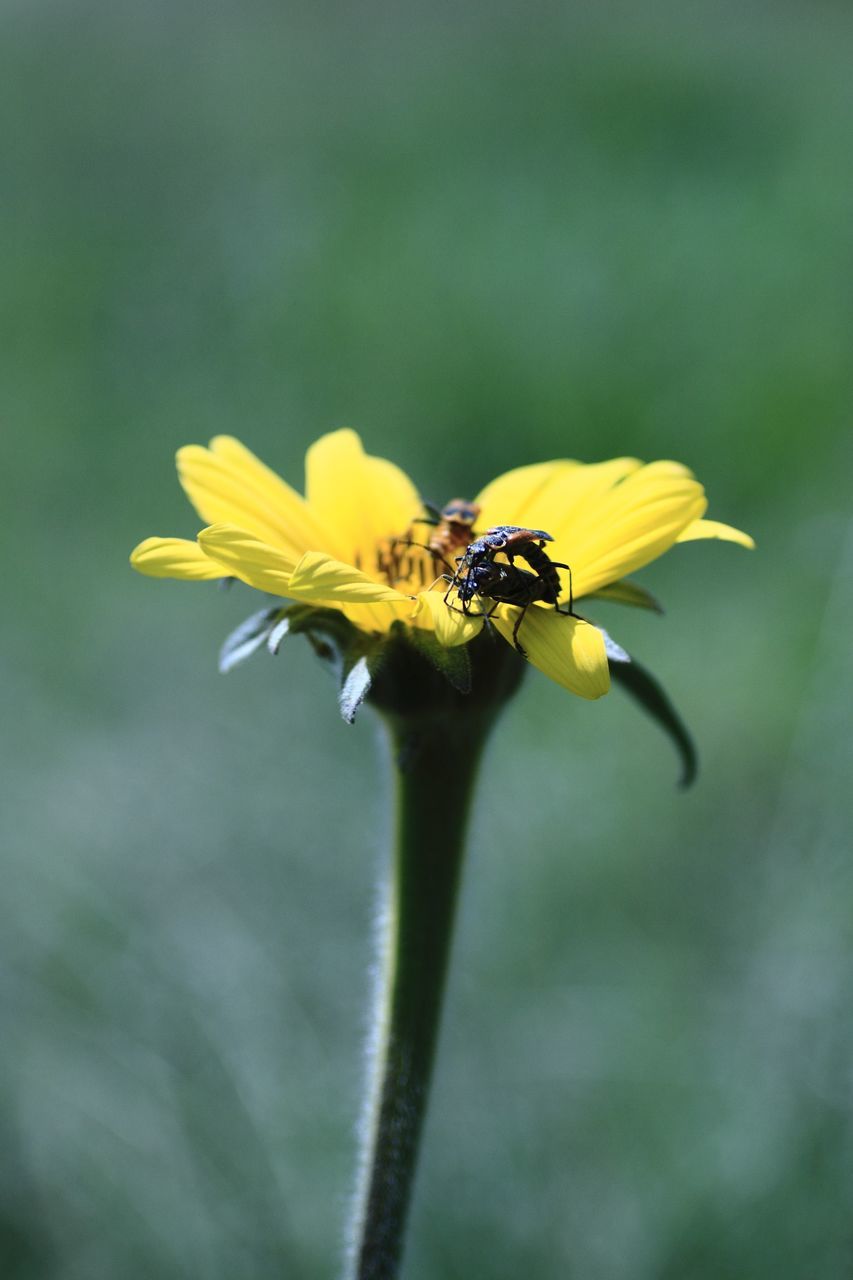 flower, fragility, insect, petal, nature, yellow, beauty in nature, growth, one animal, animal themes, plant, focus on foreground, freshness, flower head, animals in the wild, close-up, animal wildlife, outdoors, day, no people, bee, blooming