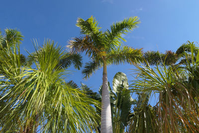 Low angle view of tropical plantes against sky