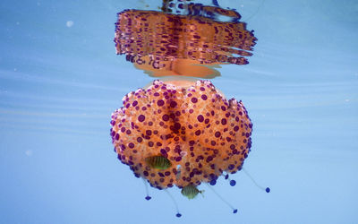 Close-up of jellyfish swimming in sea