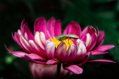 Close-up of insect on pink flower