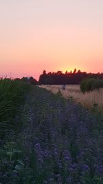 Scenic view of field against sky during sunset