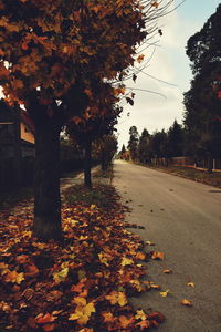 Autumn leaves on road by trees against sky