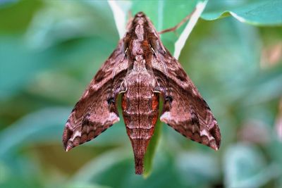 Dorsal view of adult moth perching on leaf.